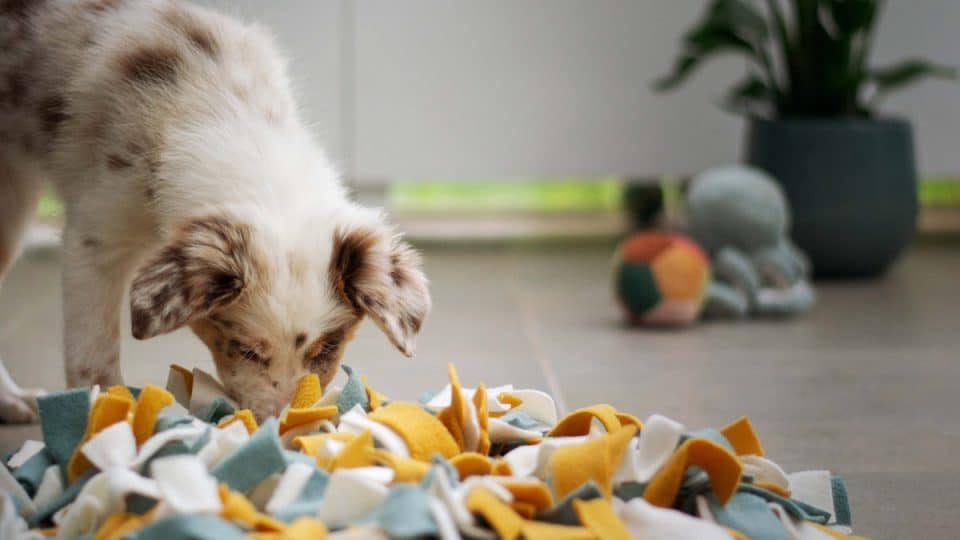 5 Fun Backyard Games to Play With Your Dog image 1