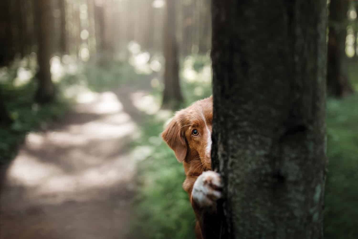 5 Fun Backyard Games to Play With Your Dog image 2