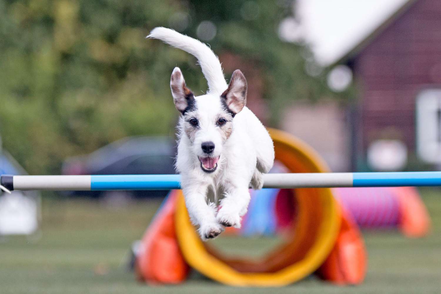 5 Fun Backyard Games to Play With Your Dog image 3