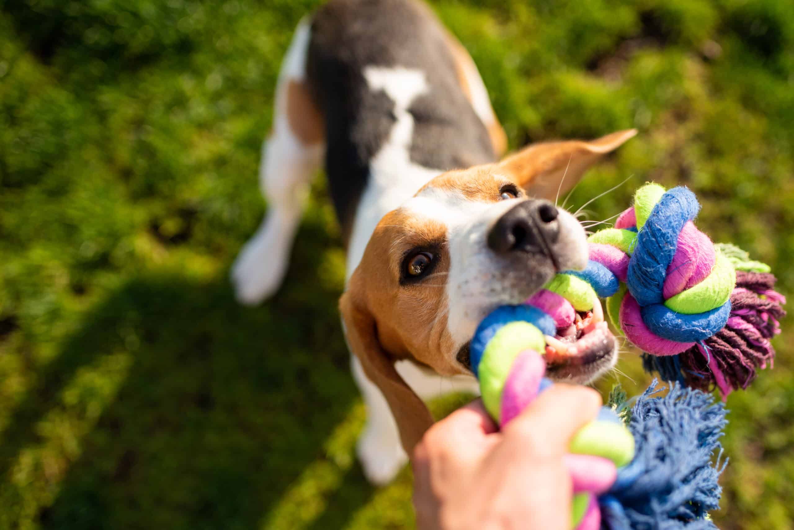 5 Fun Backyard Games to Play With Your Dog image 5