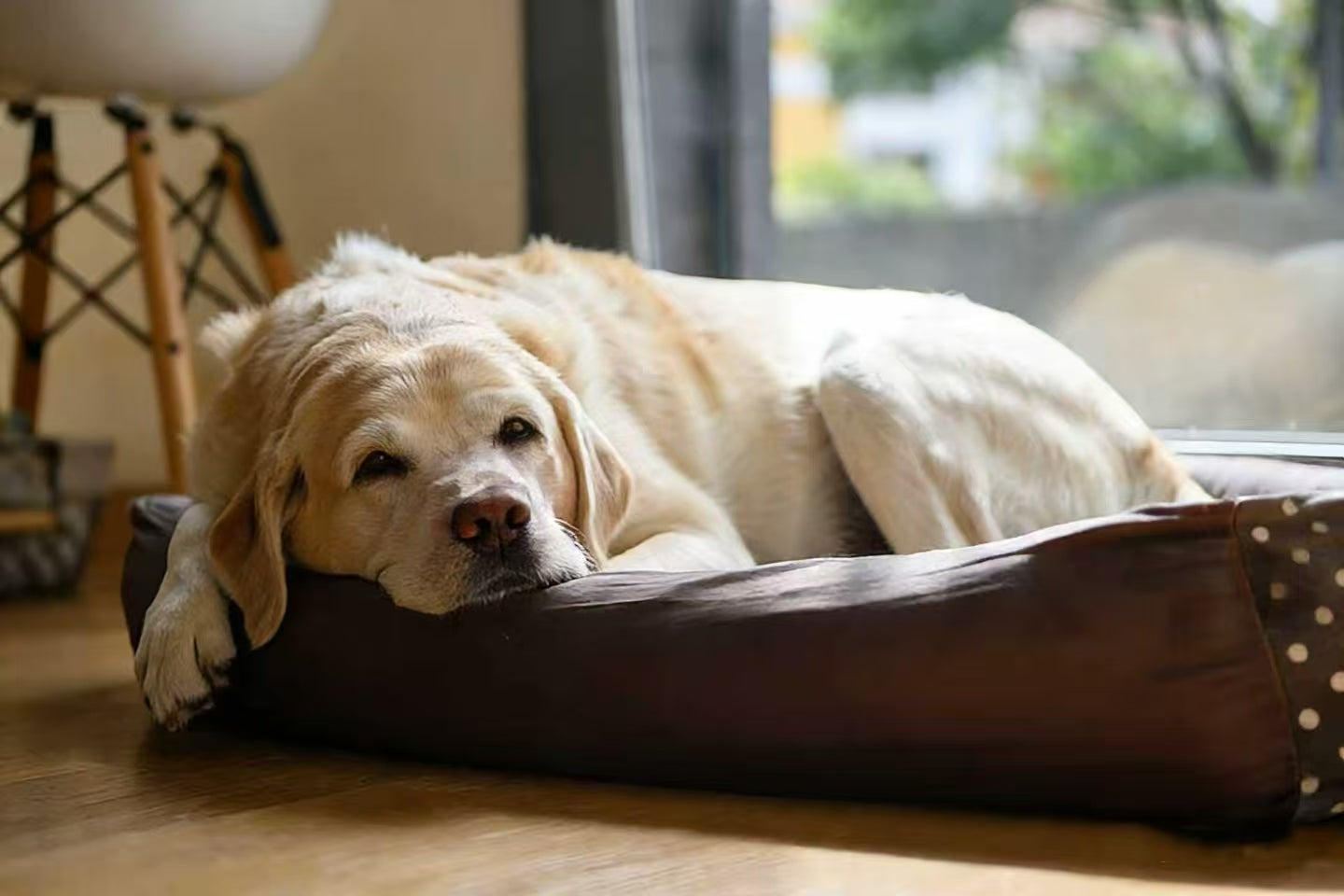 Labrador sleeping in dog bed at home