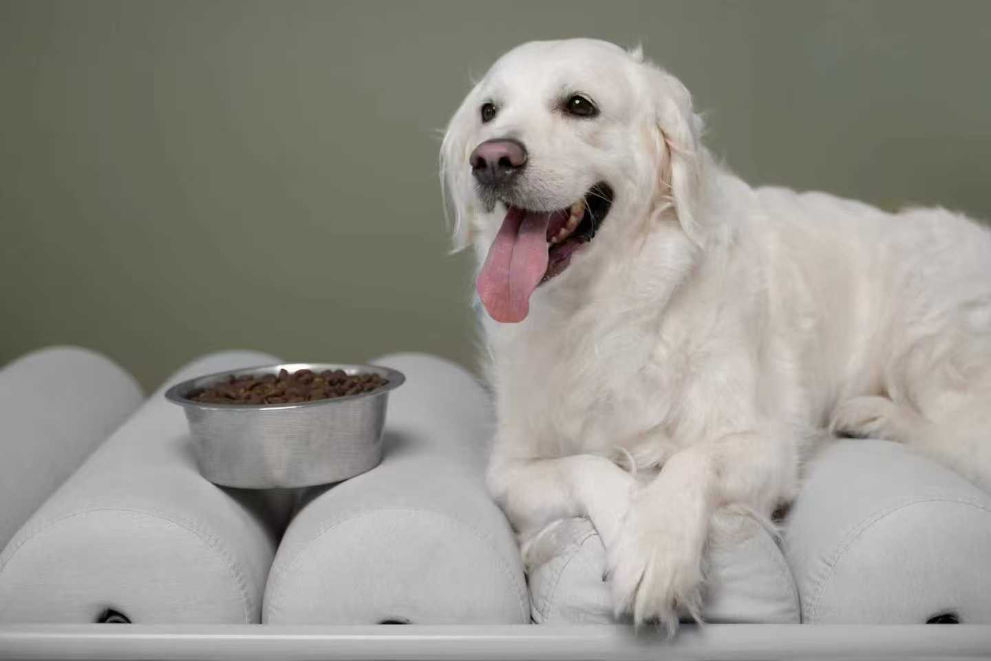 White dog lying beside food bowl