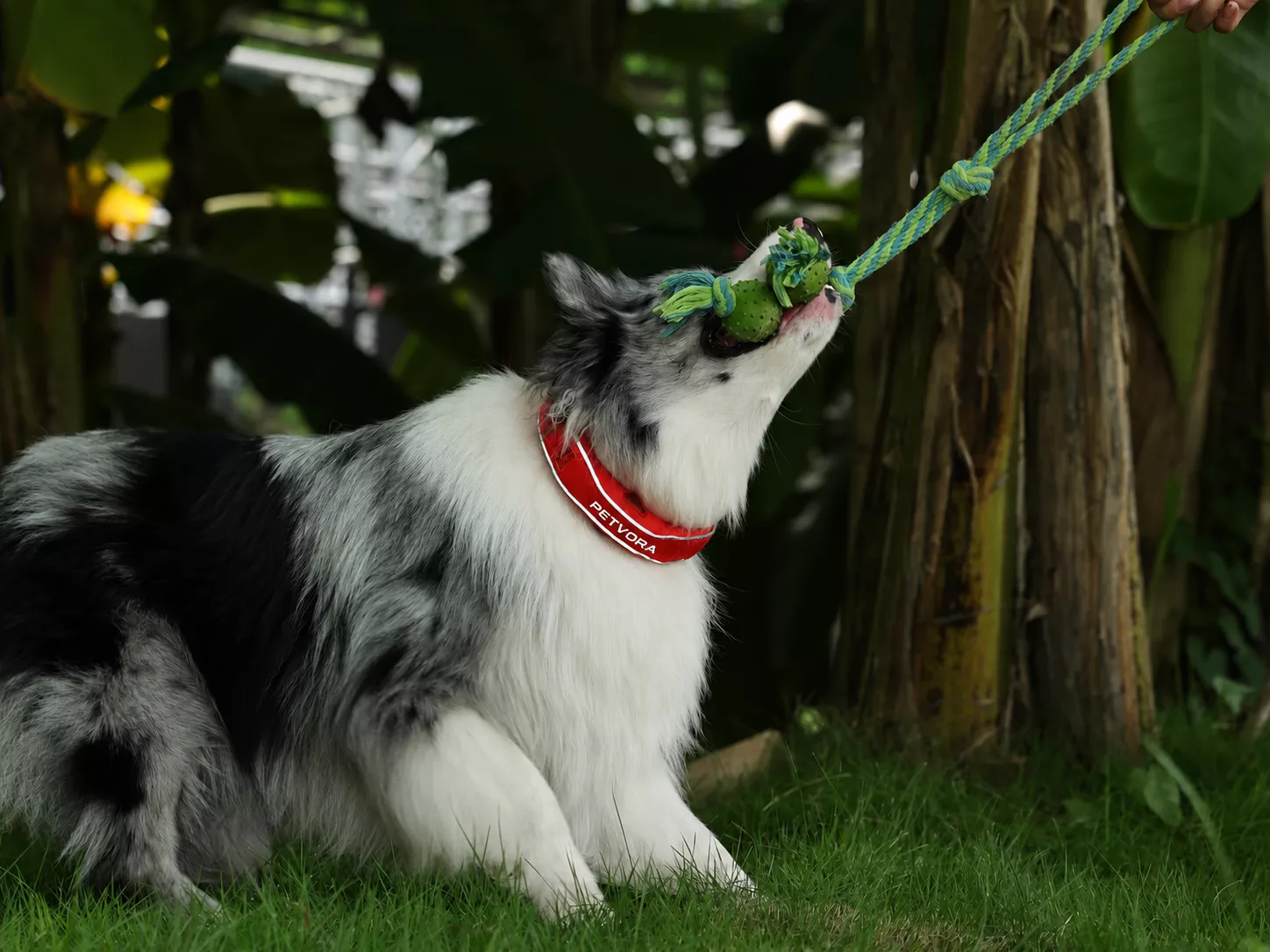 PetVora Collar GPS tracking in action