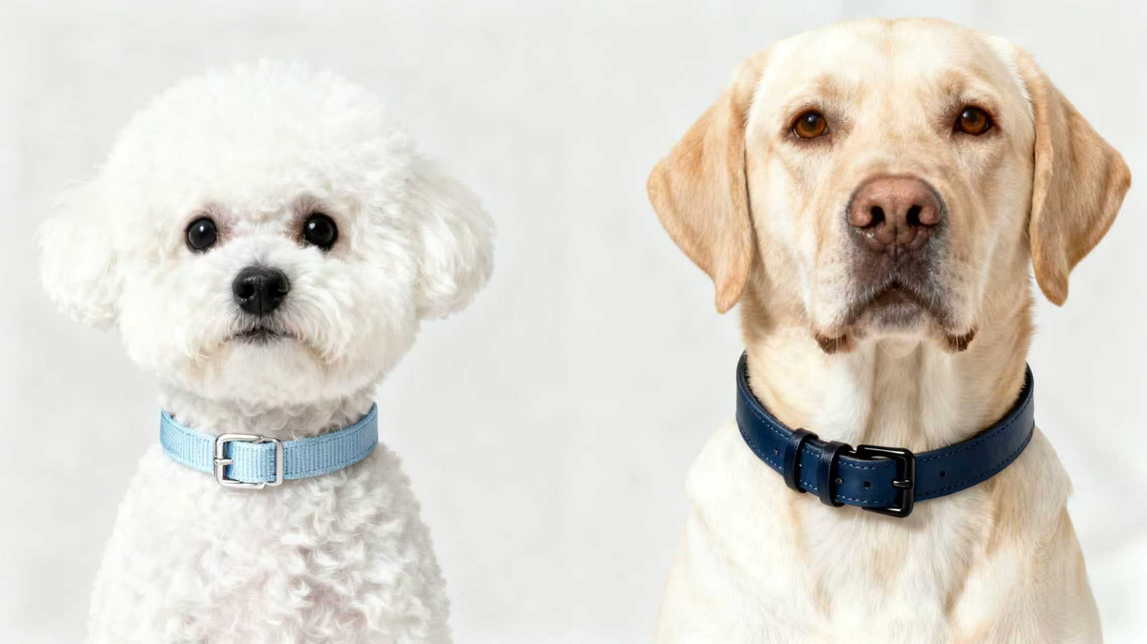 How to Choose the Perfect Dog Collar for Comfort and Safety image 1