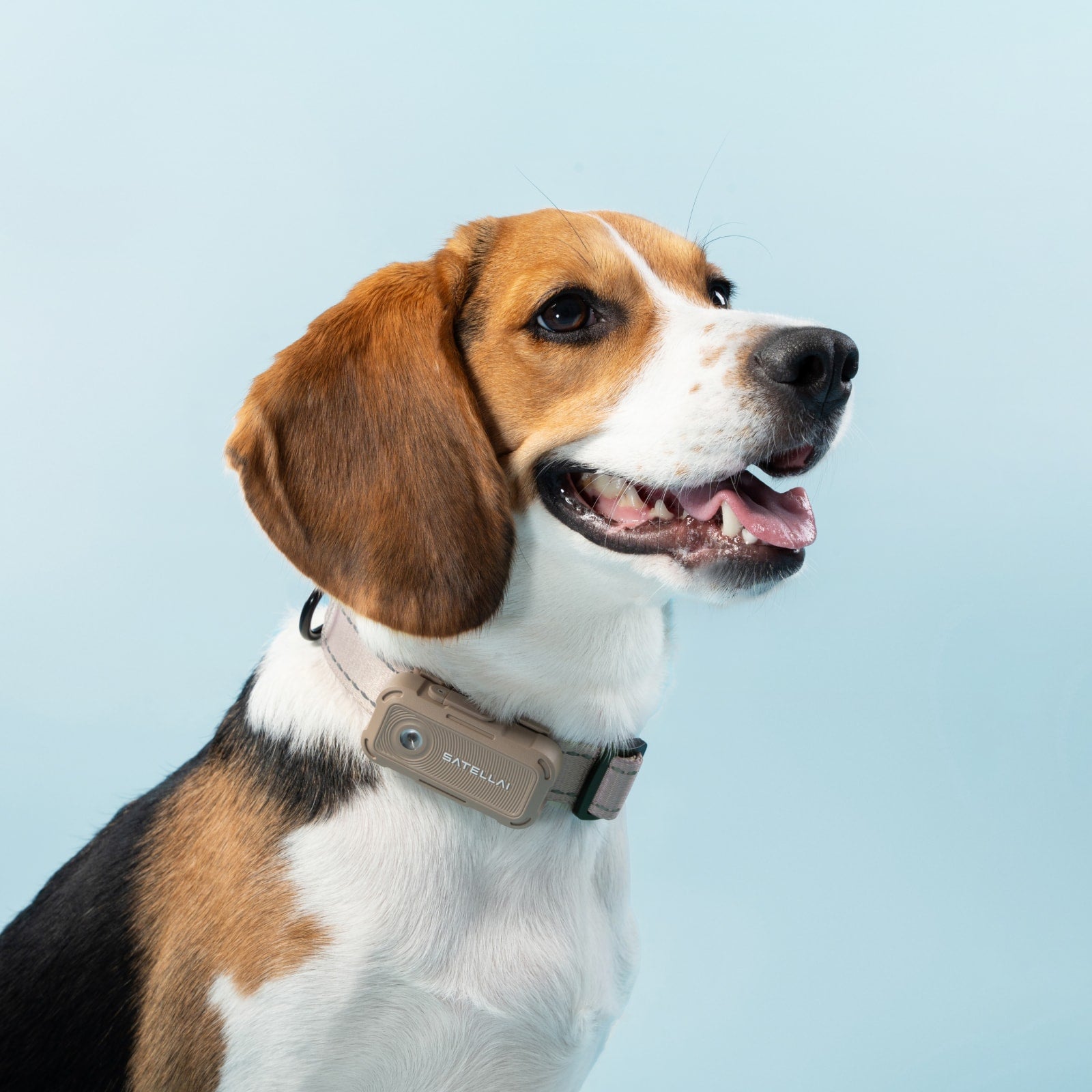 beagle wearing gps dog tracking collar