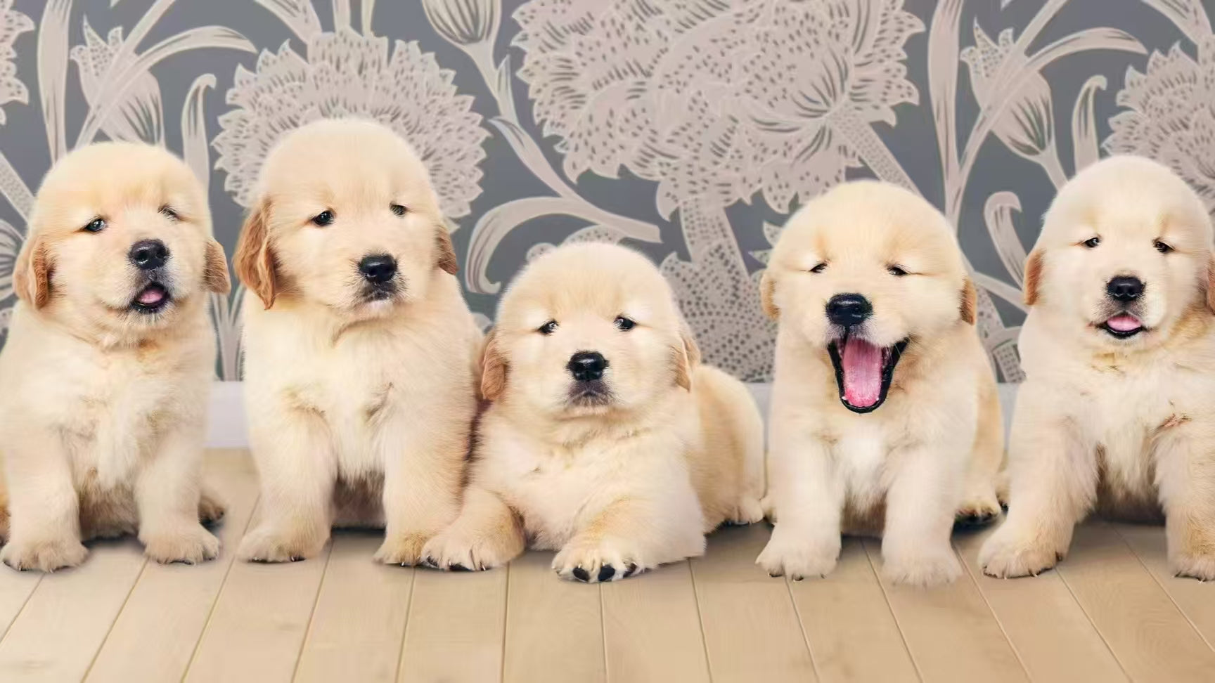 golden retriever puppies sitting in a row indoors