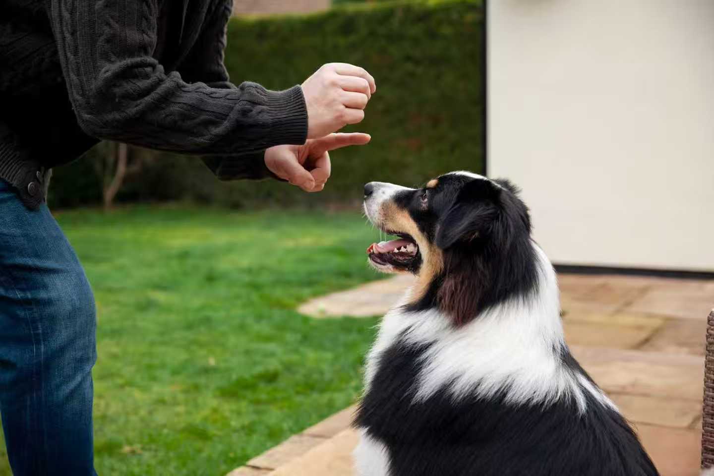 dog training session with owner giving hand command