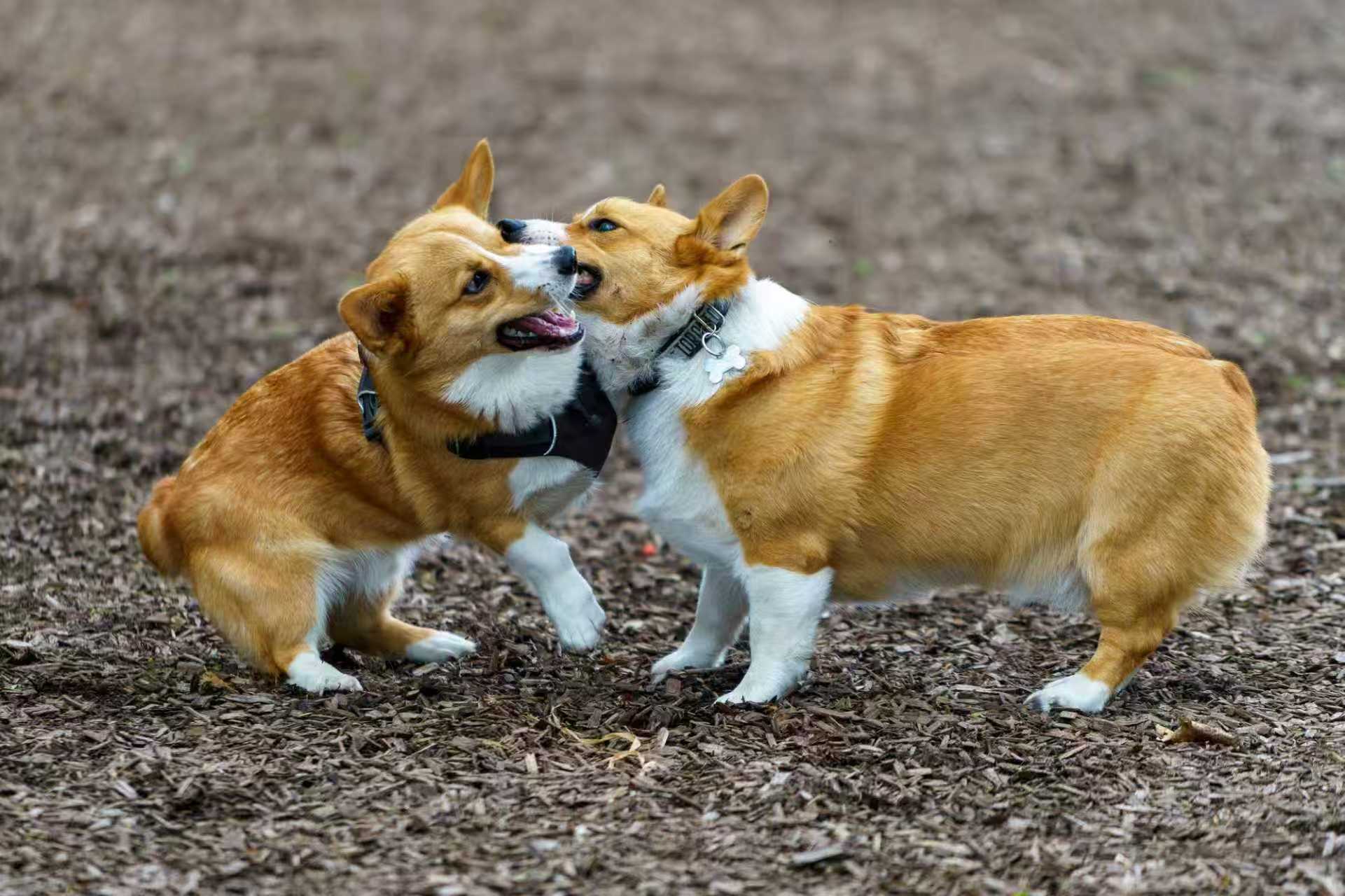 two corgi dogs playing together outdoors