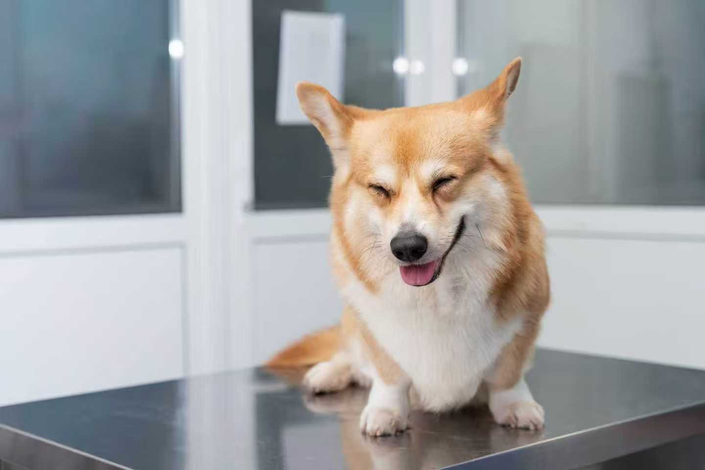 corgi dog sitting on veterinary exam table