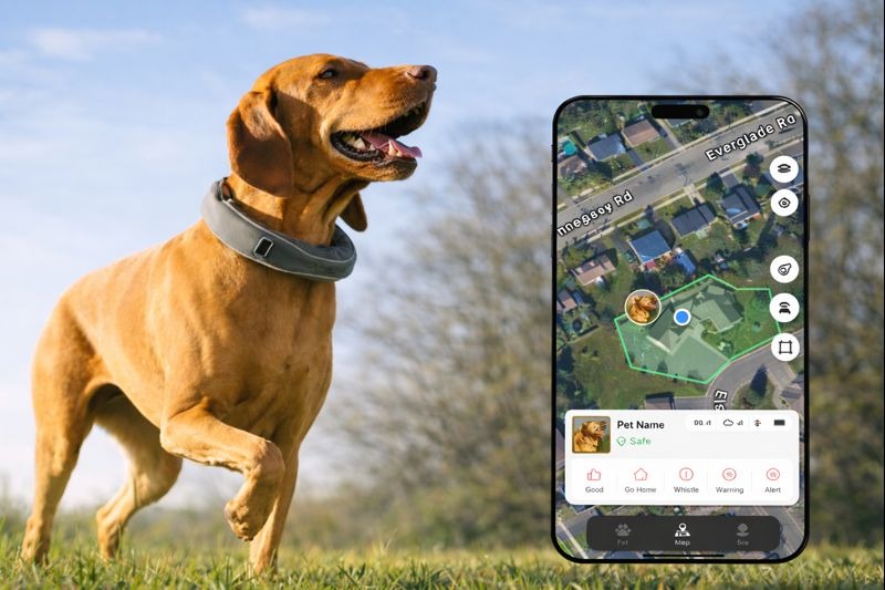 GPS dog tracking app showing real time location