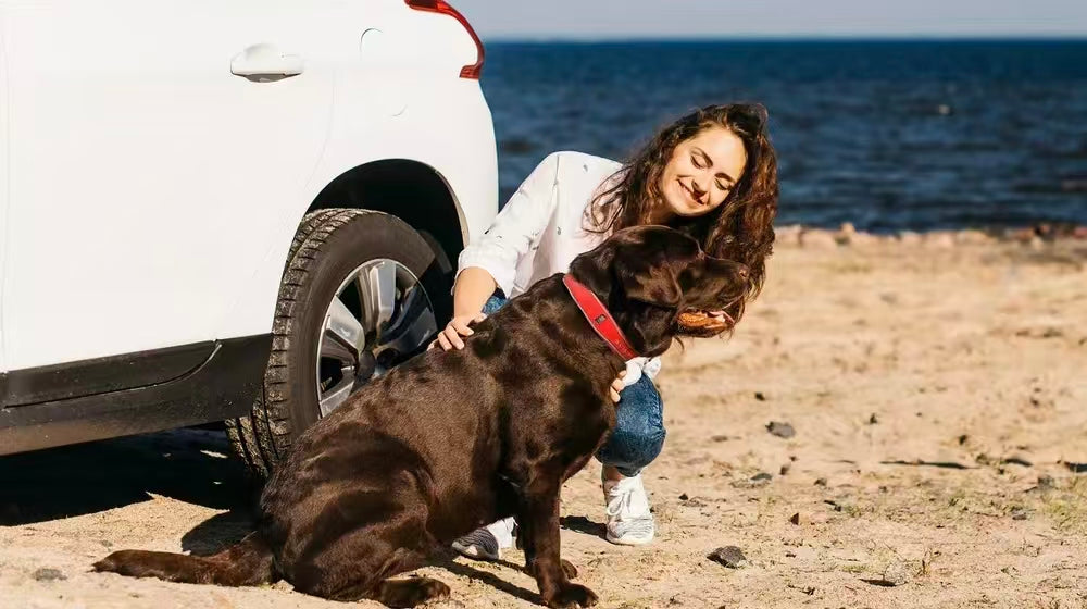 owner petting dog near car at the beach