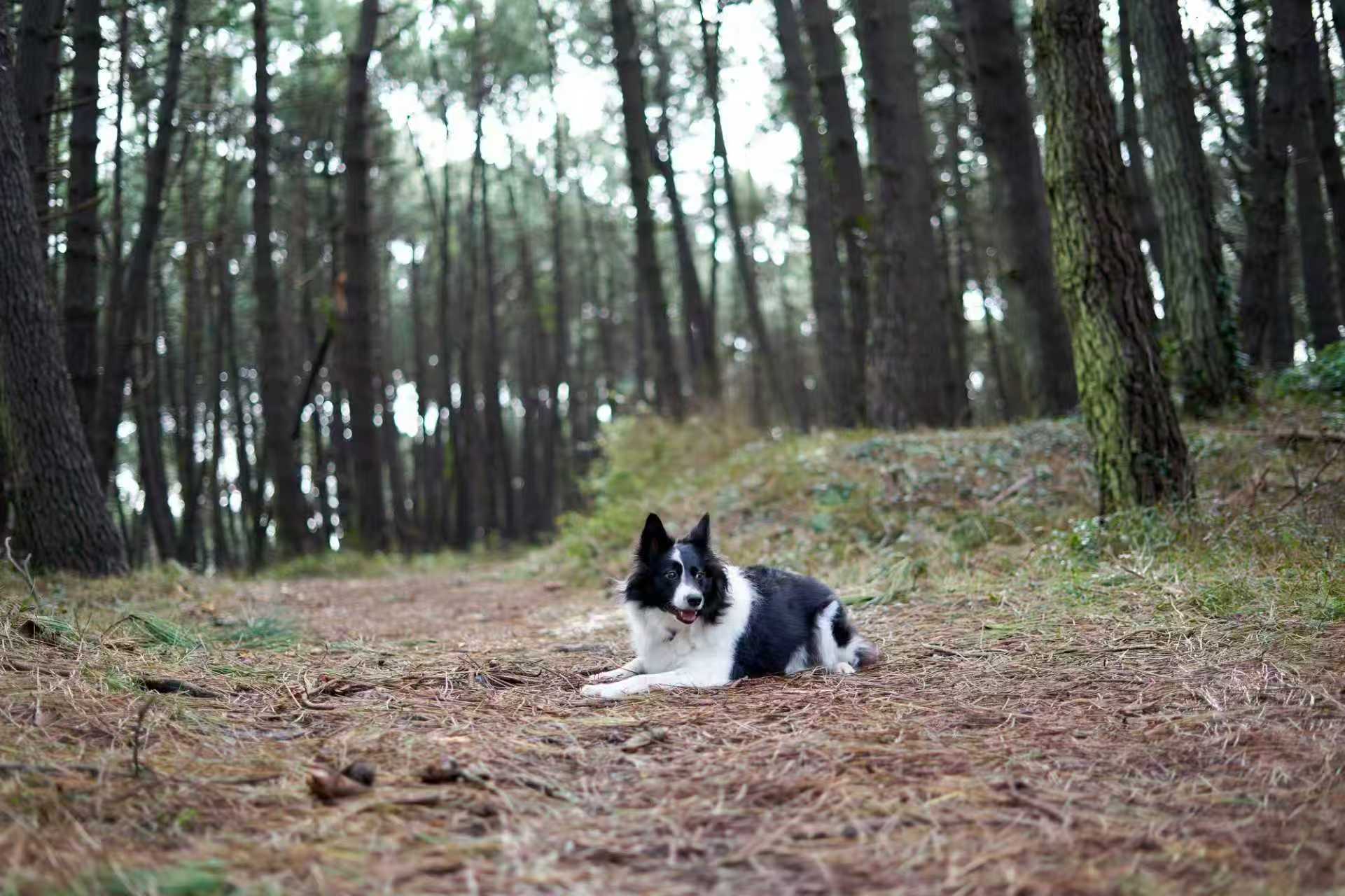 Border Collie dog resting on a forest path