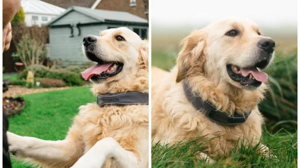 Golden retriever wearing GPS tracking collar outdoors