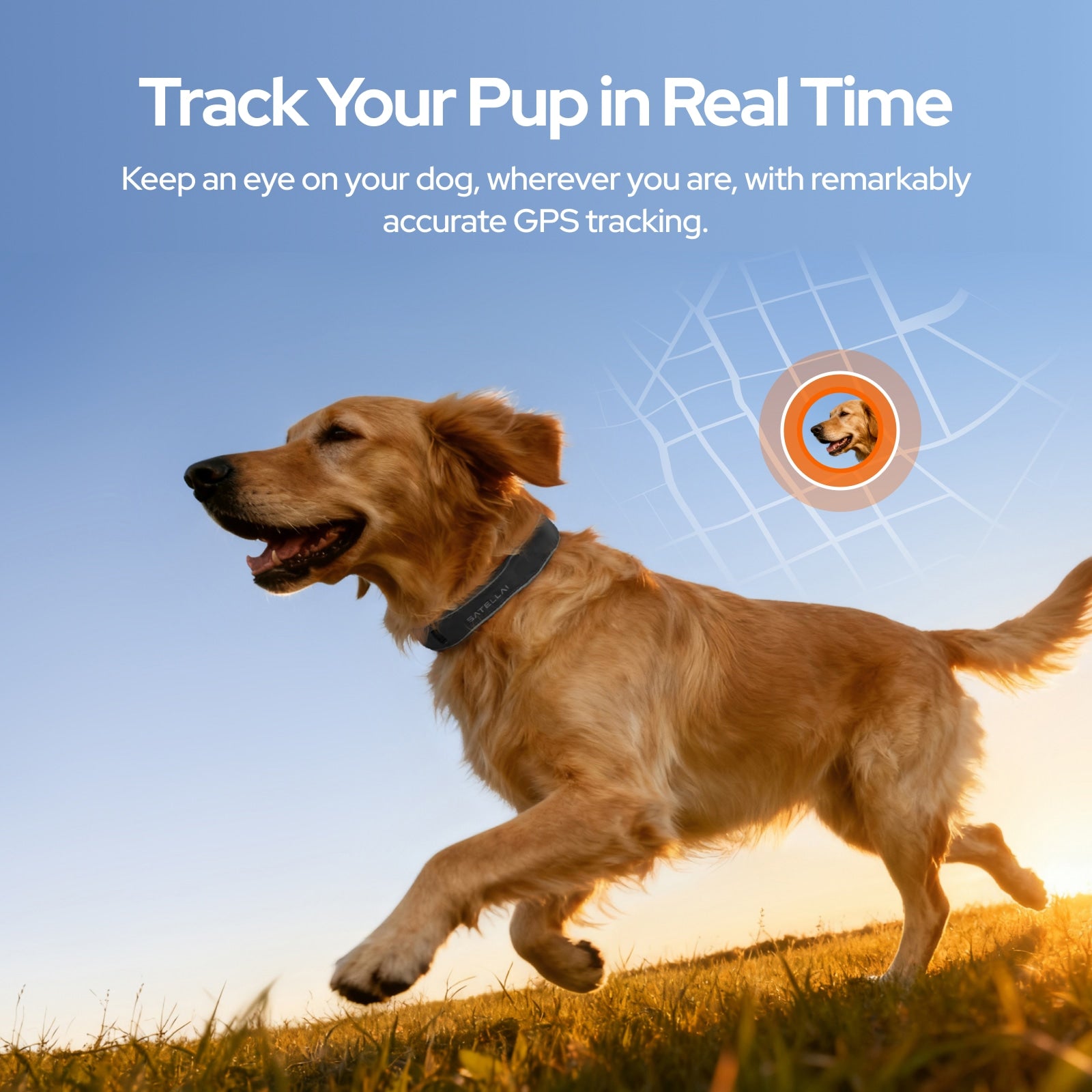Real time dog GPS tracking promo banner