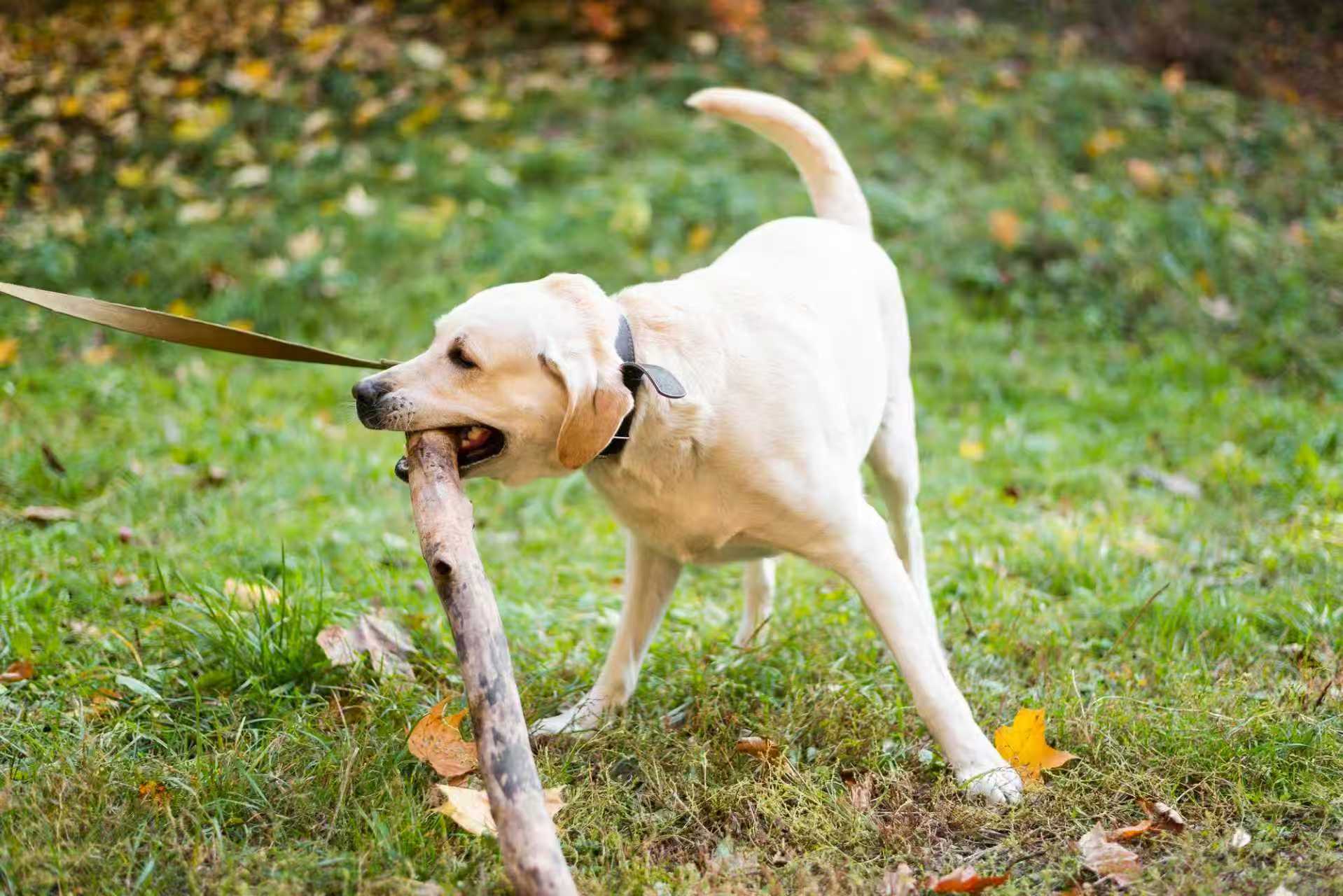 How GPS Fences Stop Dog 'Jailbreaks' image 1