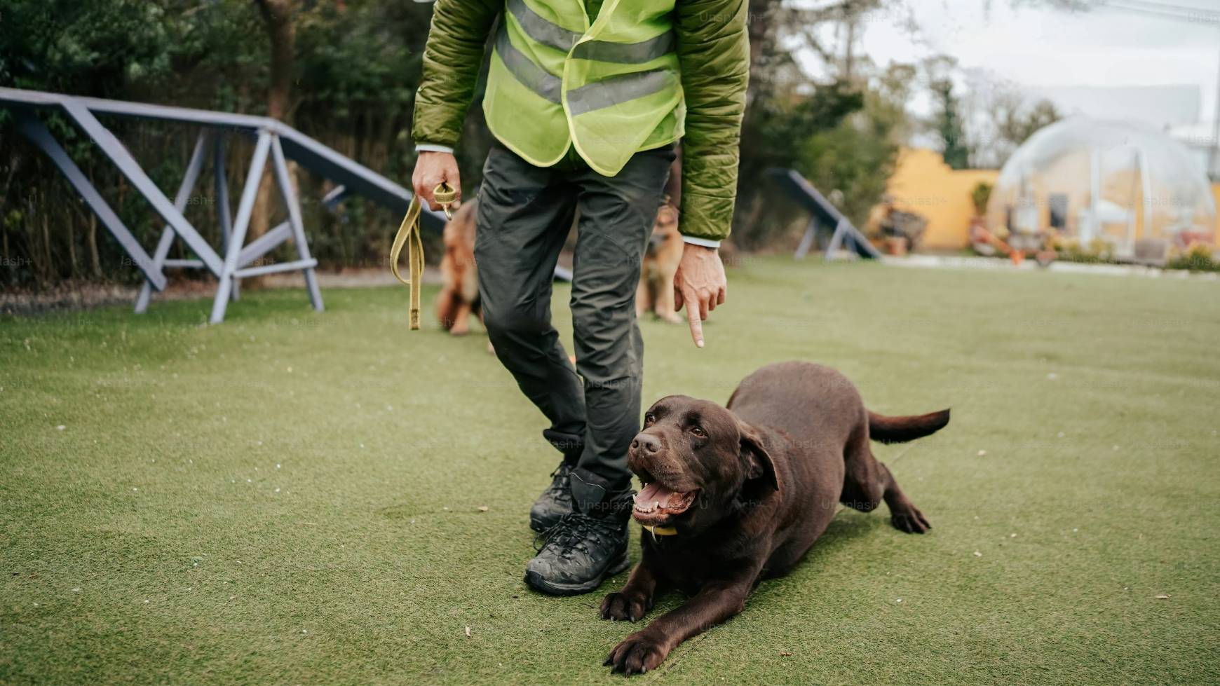 Dog trainer walking with a dog in a park
