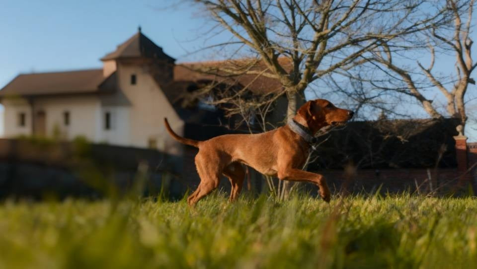 Dog walking in an open field with e-collar on