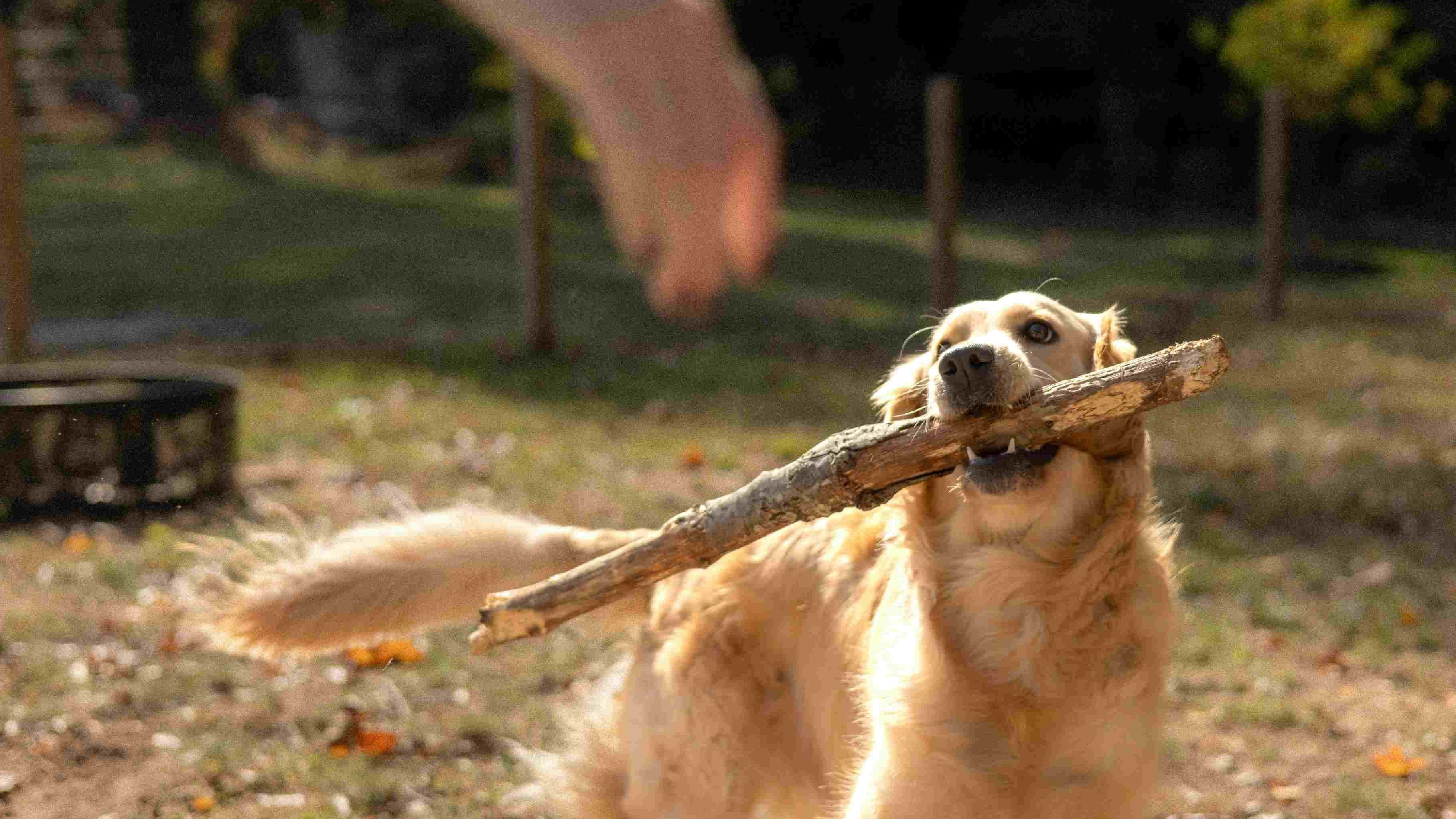 A Golden Retriever proudly holds a large wooden stick in its mouth while playing outdoors, with a person's hand reaching towards it in the background.
