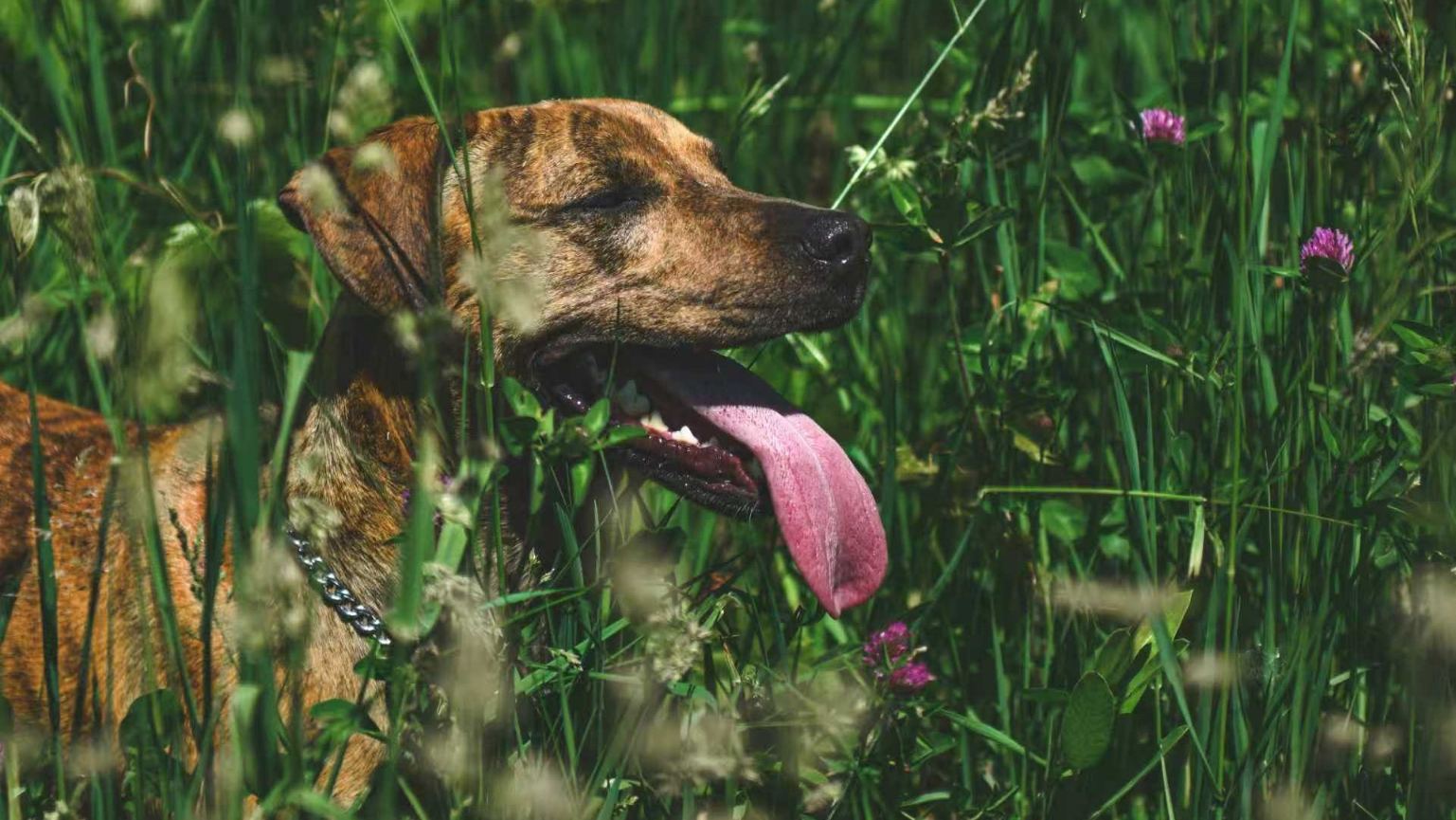 A brindle-coated dog with its tongue out, panting happily while resting in a field of tall green grass and wildflowers.