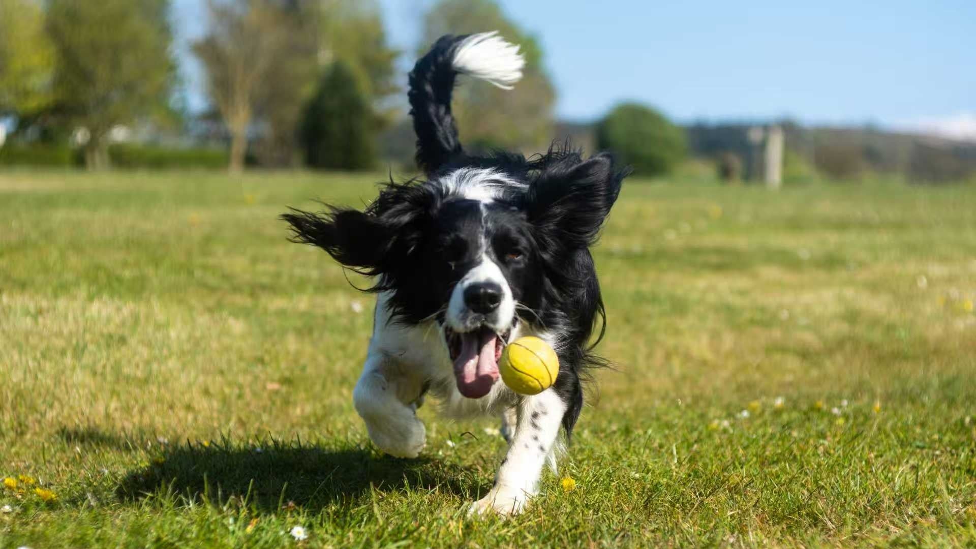 A black and white Border Collie joyfully runs across a sunny field directly towards the camera, carrying a yellow ball in its mouth.