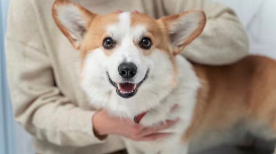 corgi dog being gently held by owner indoors