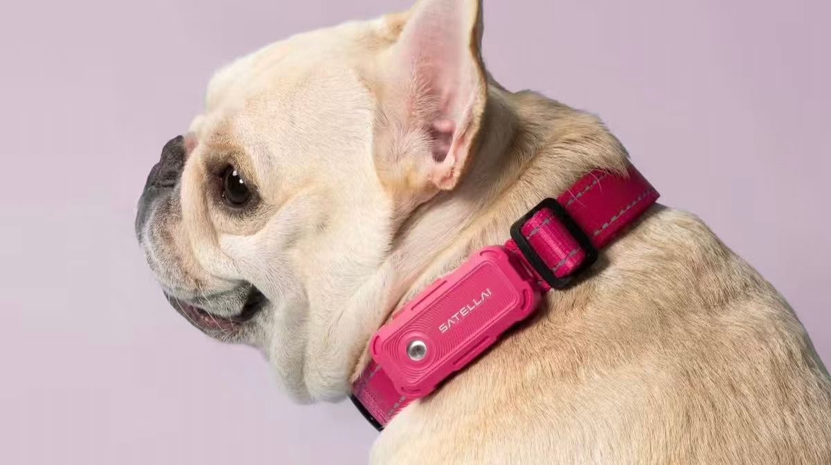 Are GPS Trackers Safe and Suitable for Small Dogs? image 2