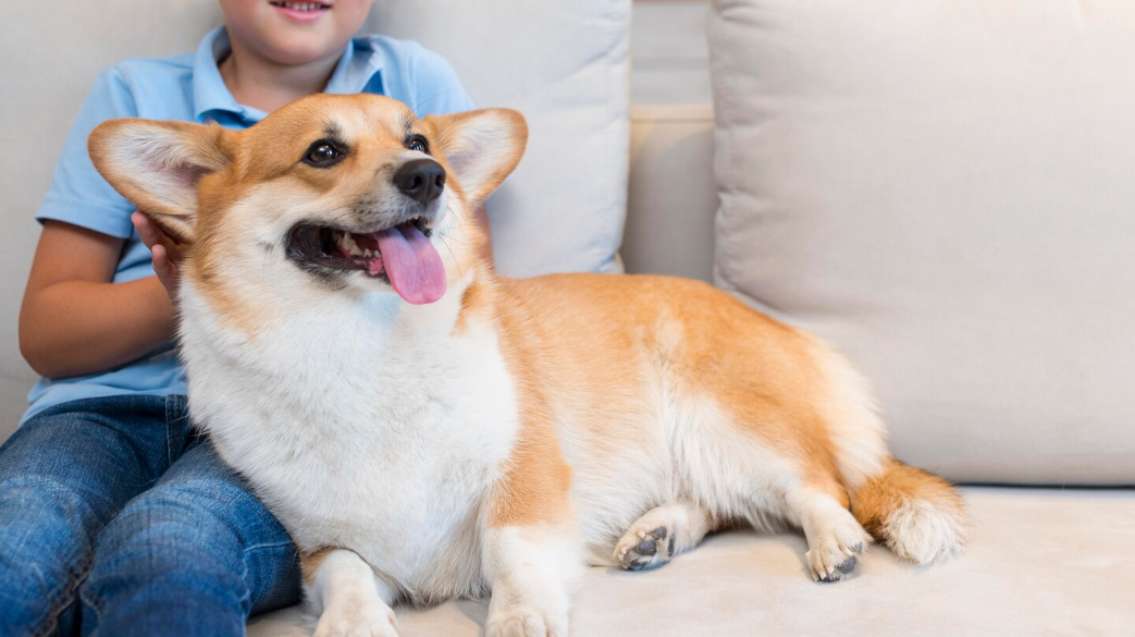 child sitting on sofa with happy corgi dog