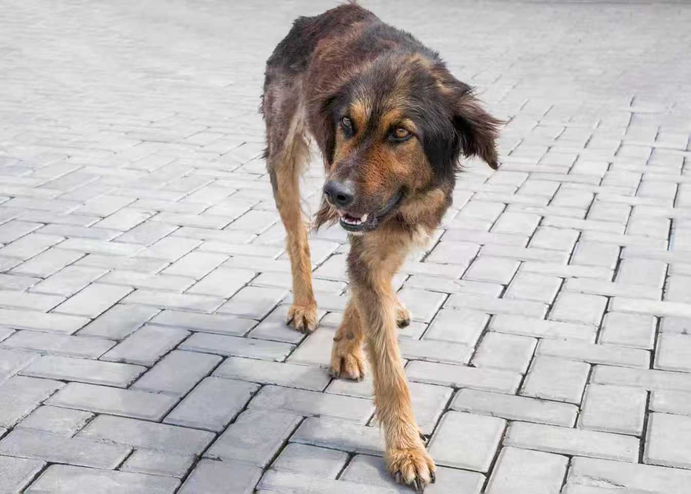Stray dog walking on pavement