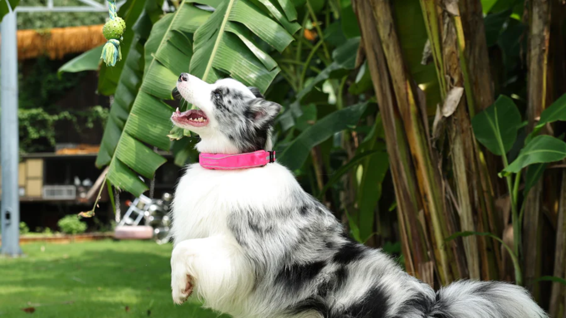 Dog wearing pink collar playing outdoors