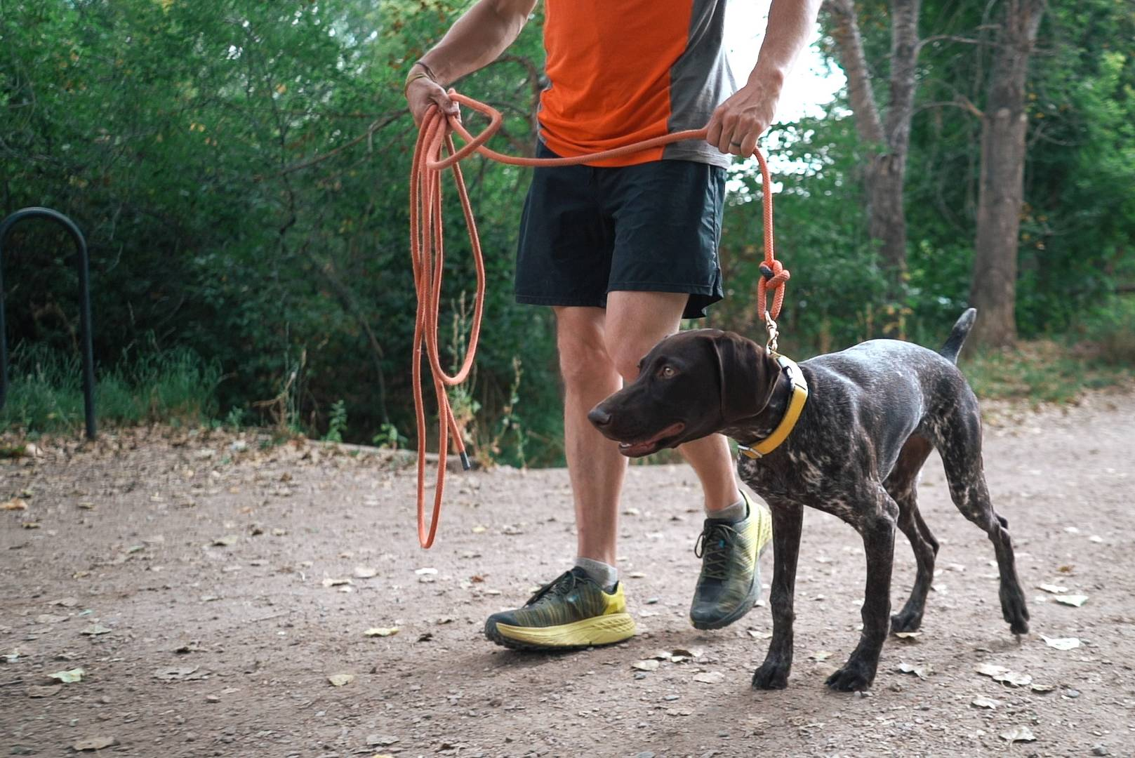 How to Train Your Dog to a Wireless Fence Step by Step image 2