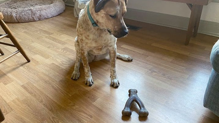 Dog sitting indoors looking at a chew toy on wooden floor