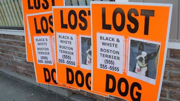 Multiple lost dog posters on a wall with pet photo and contact number