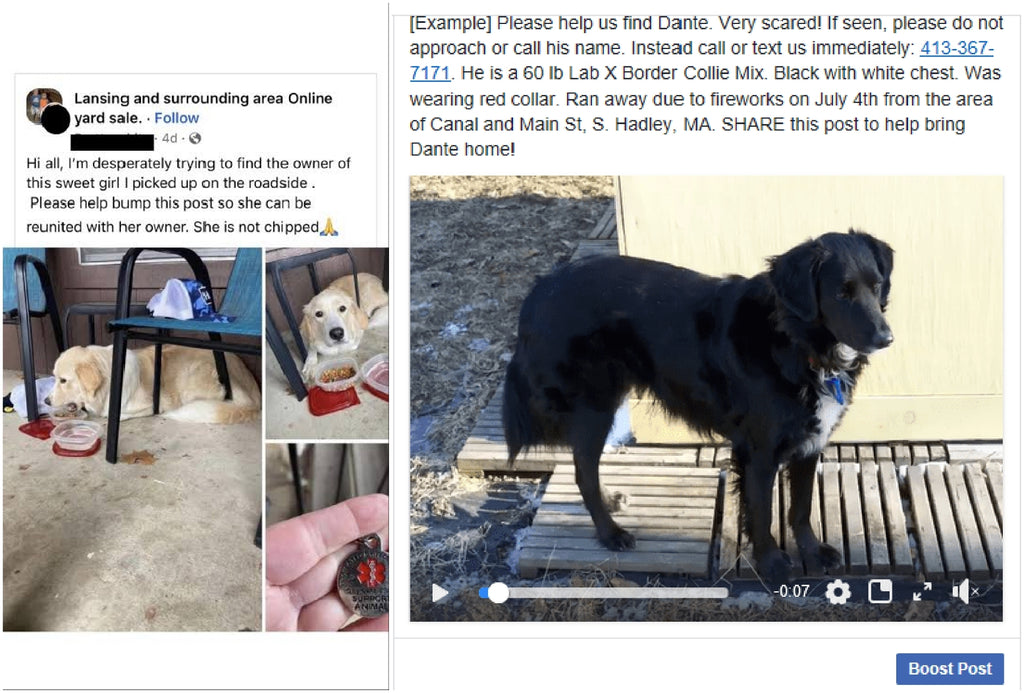 Social media posts sharing lost dog alert with photo and contact details