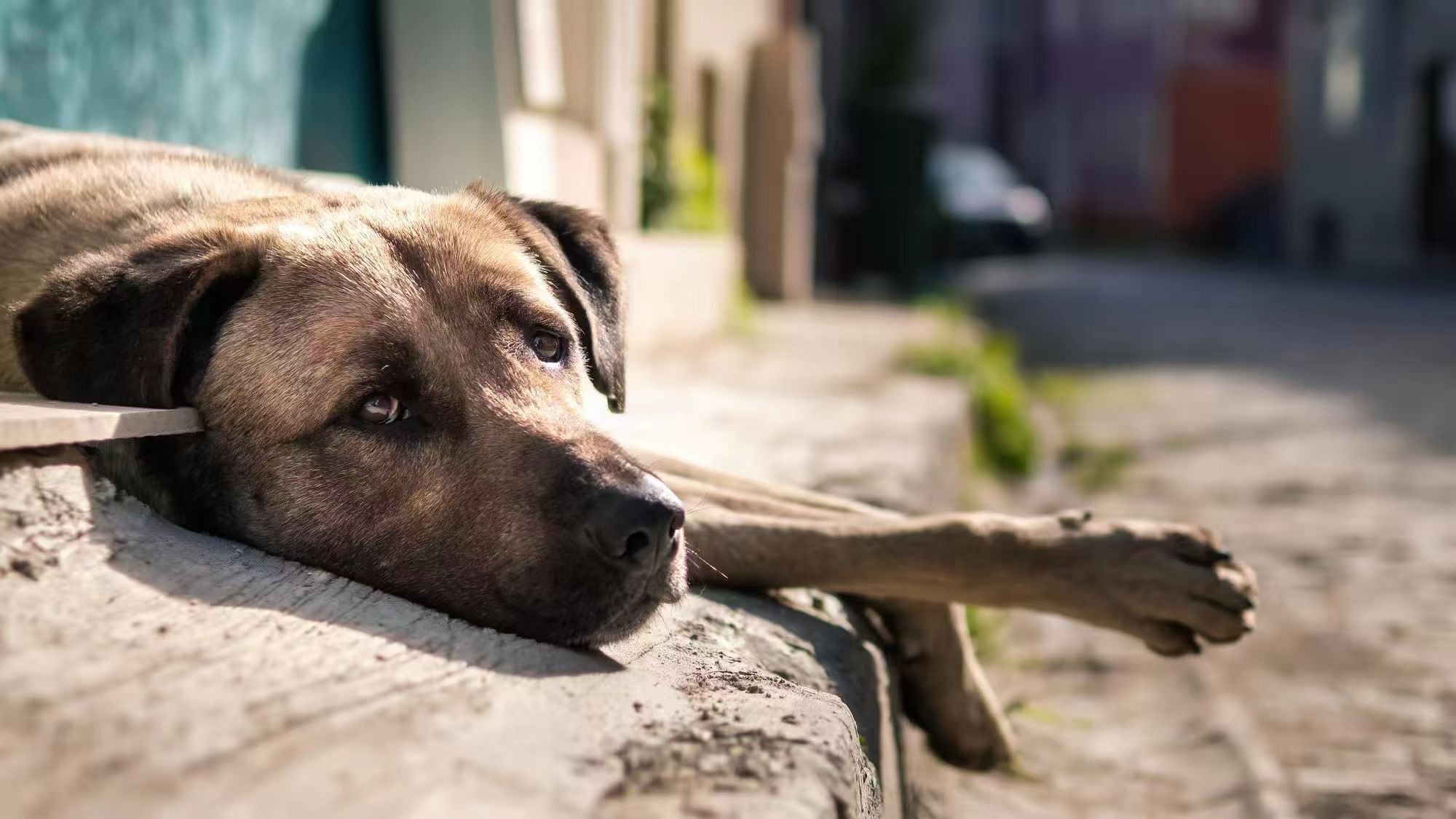 Stray dog lying on sidewalk