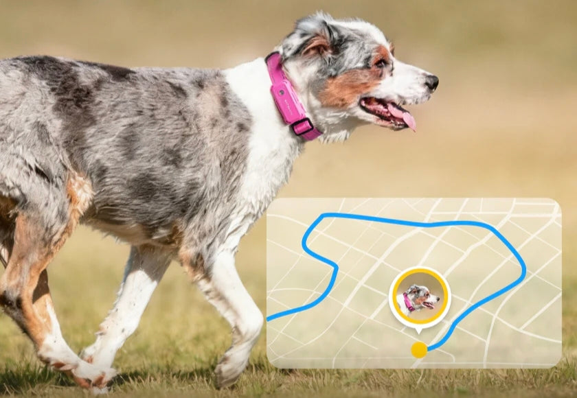 Dog wearing GPS tracking collar