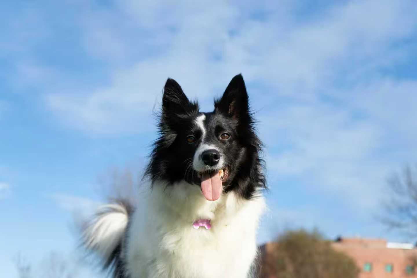Lost Pet 30 Minutes: GPS Live Tracking image 4