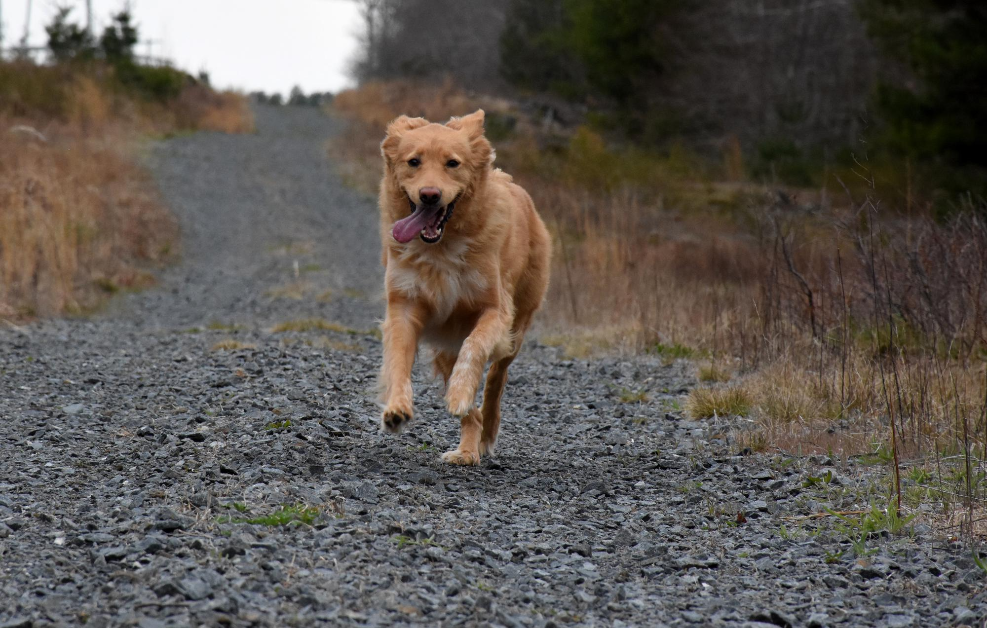 Protecting Farm Dogs with GPS Collars: A Practical Safety Guide image 1