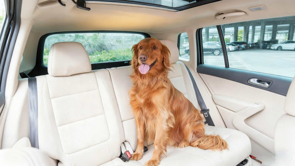 How to Travel with Your Dog Safely and Comfortably image 1