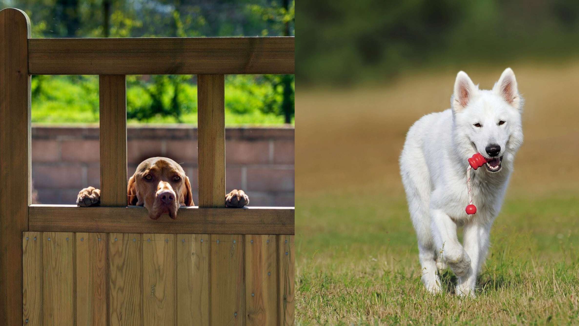 A composite image showing a brown dog peeking over a wooden fence, and a white shepherd dog running through a field with a red toy in its mouth.