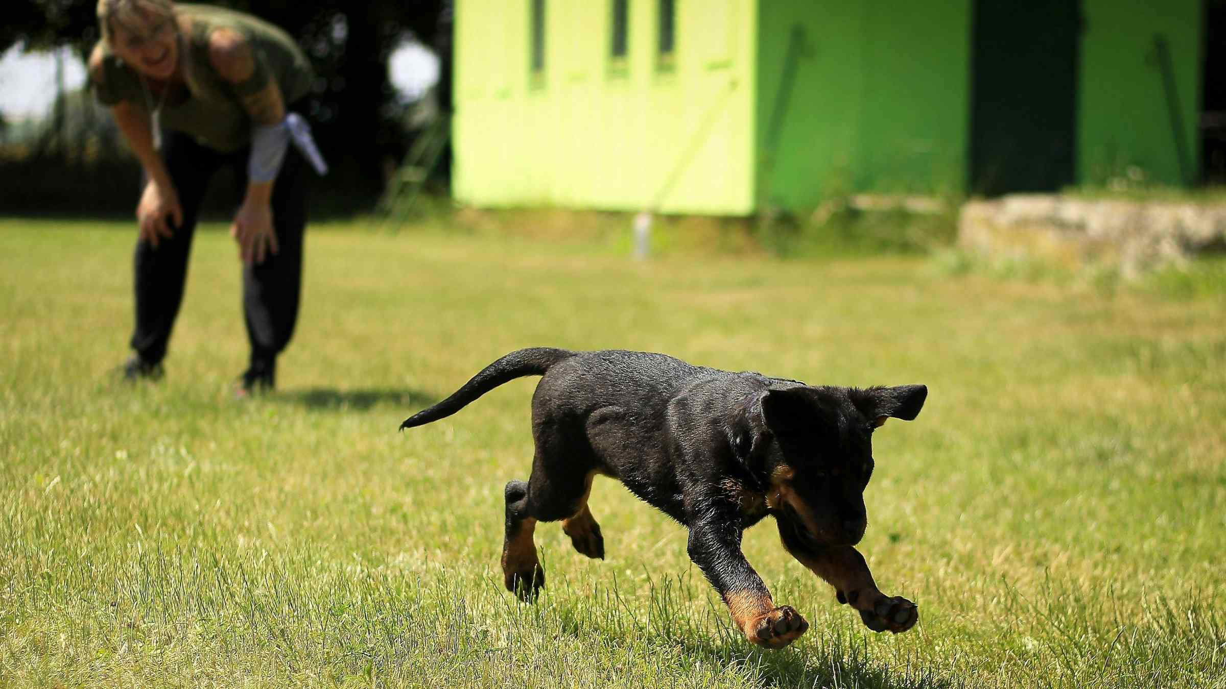 A young Rottweiler puppy running playfully across a grassy lawn with its owner in the background.