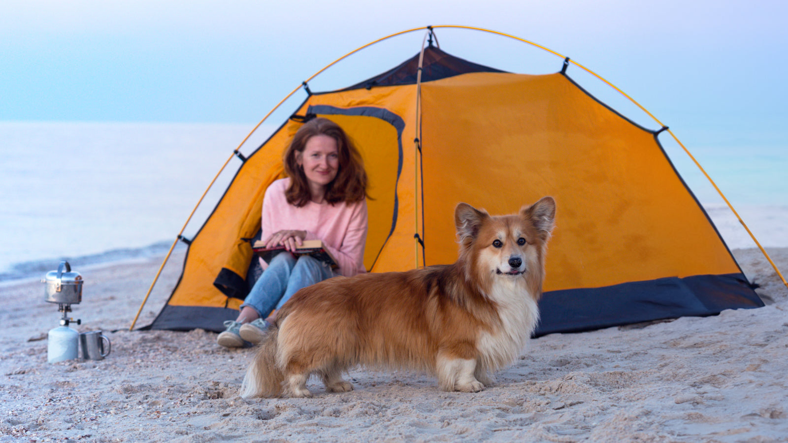 Corgi wearing a GPS dog collar at a beach campsite with a tent