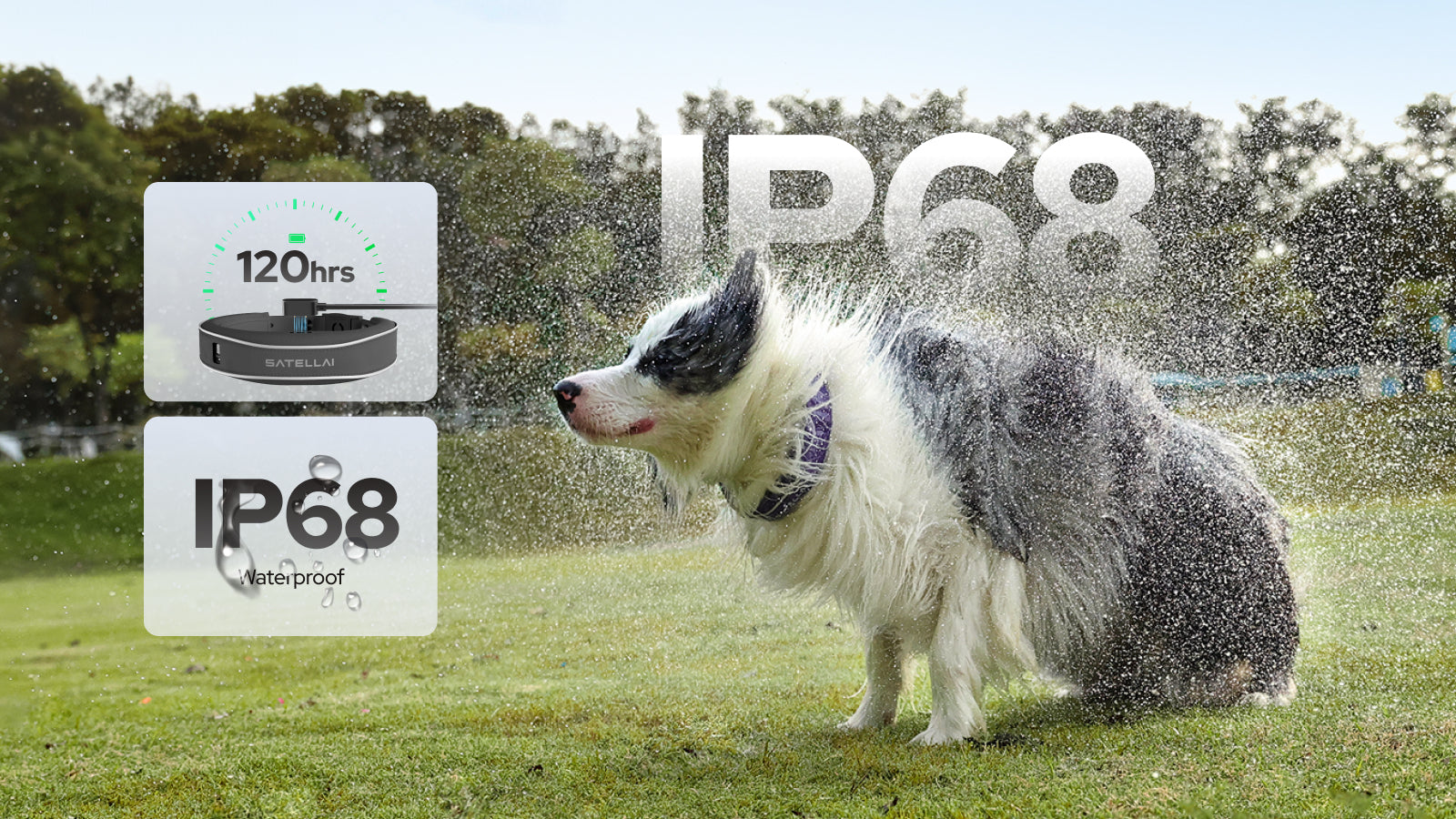 Waterproof IP68 GPS dog collar with 120-hour battery while a dog shakes off water