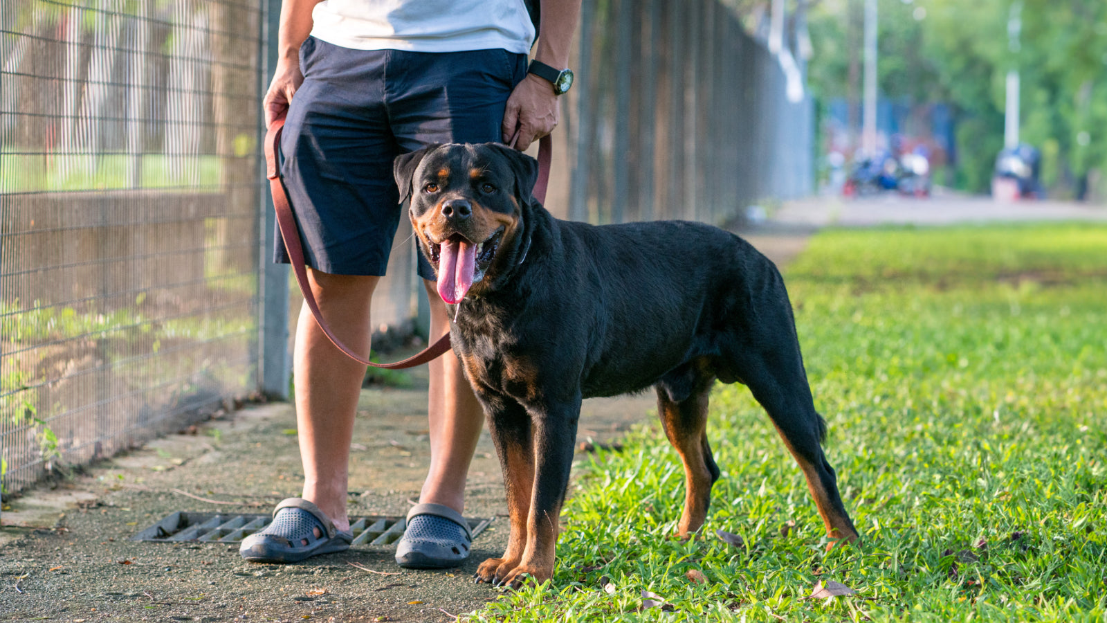 Rottweiler on a leash outdoors wearing a GPS tracking dog collar