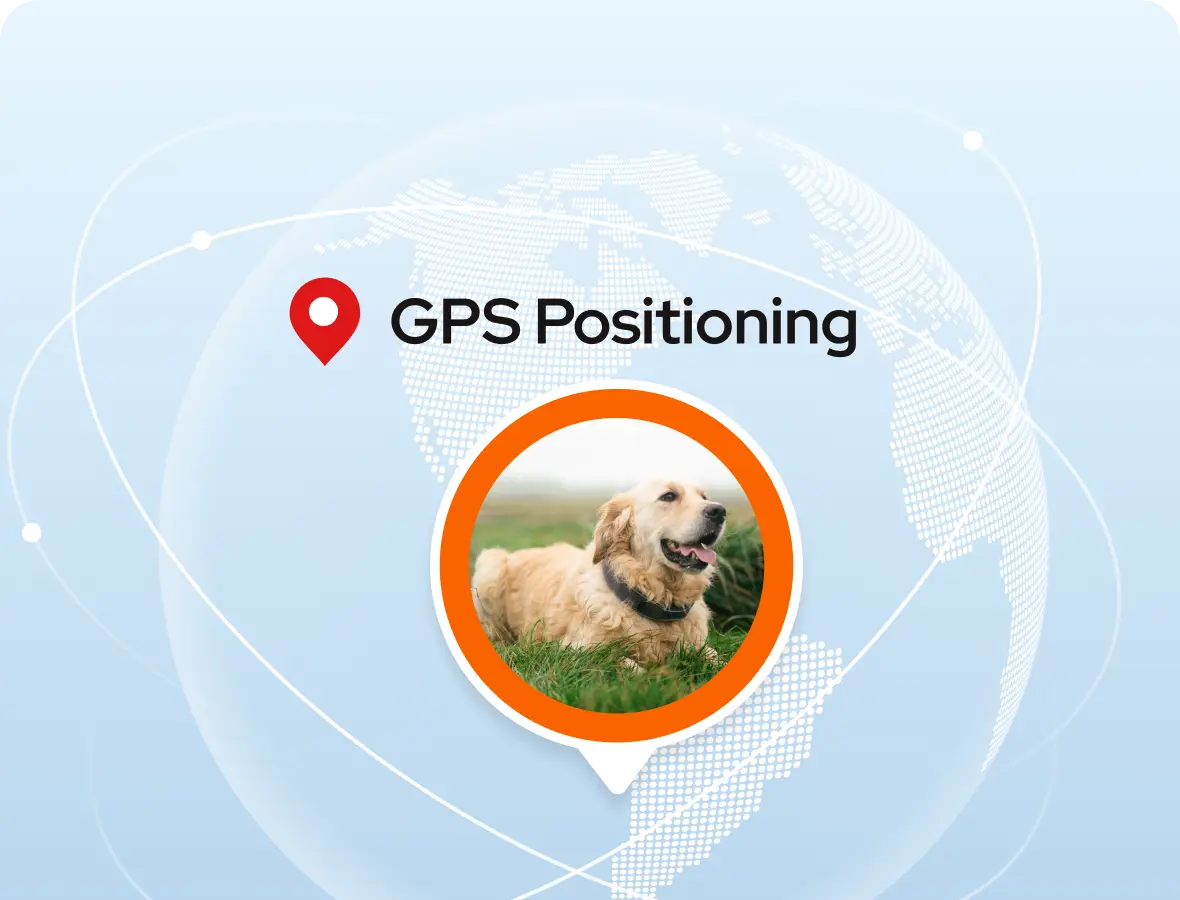 Behind the Tech: How PETVORA Tracks and Protects Your Pup