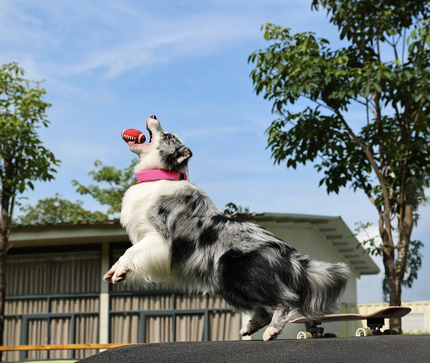 Suburban Dogs