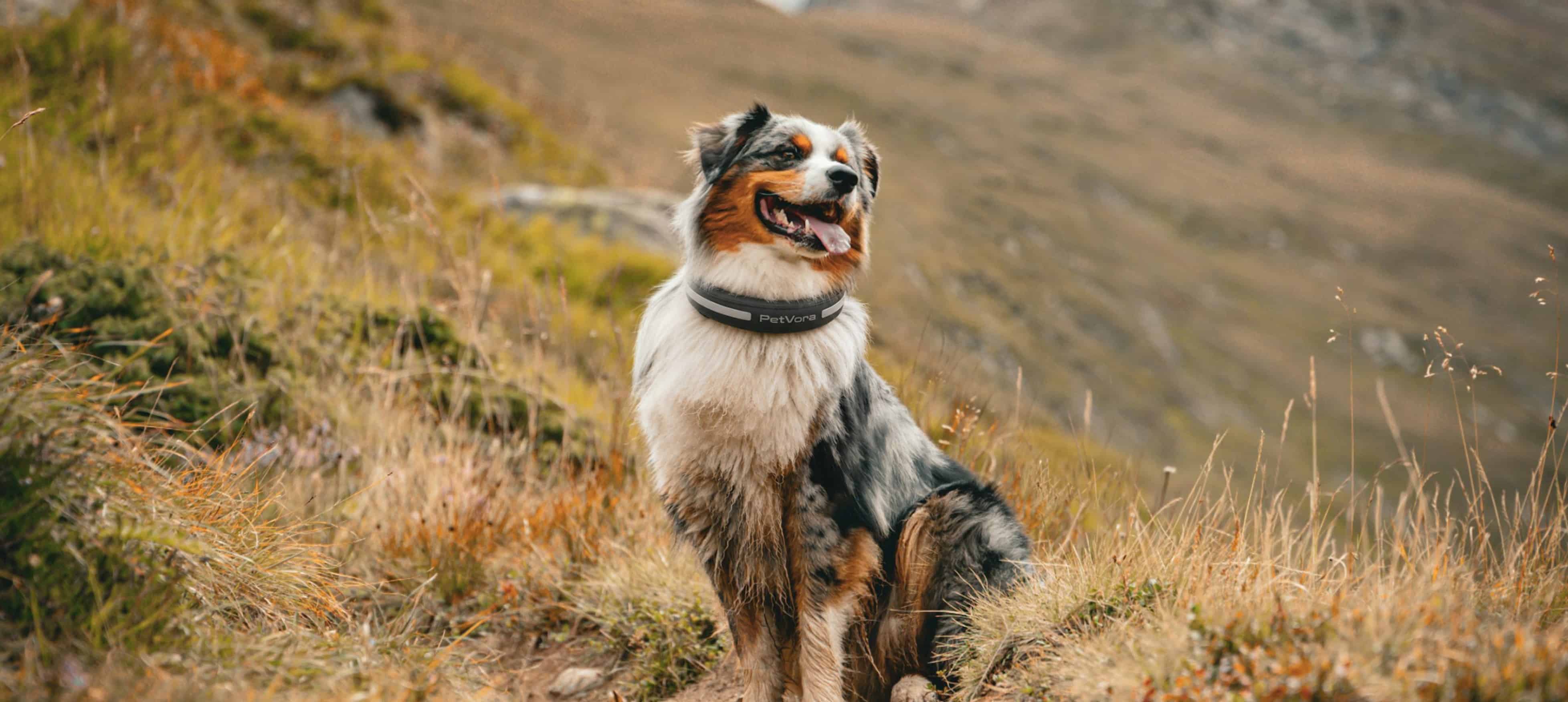 Outdoor dog tracking hero banner
