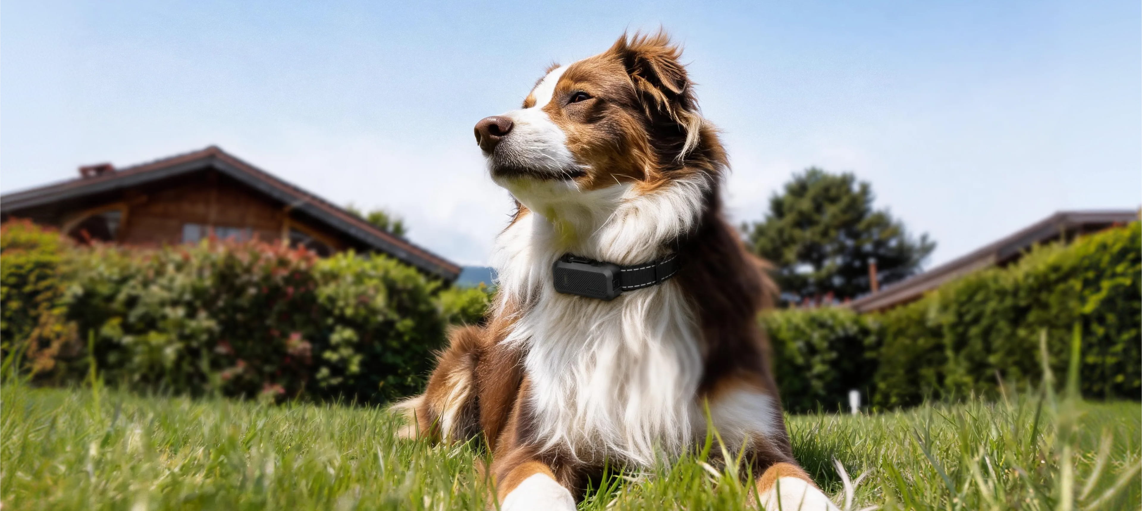 Dog wearing the PetVora Smart Collar Air outdoors
