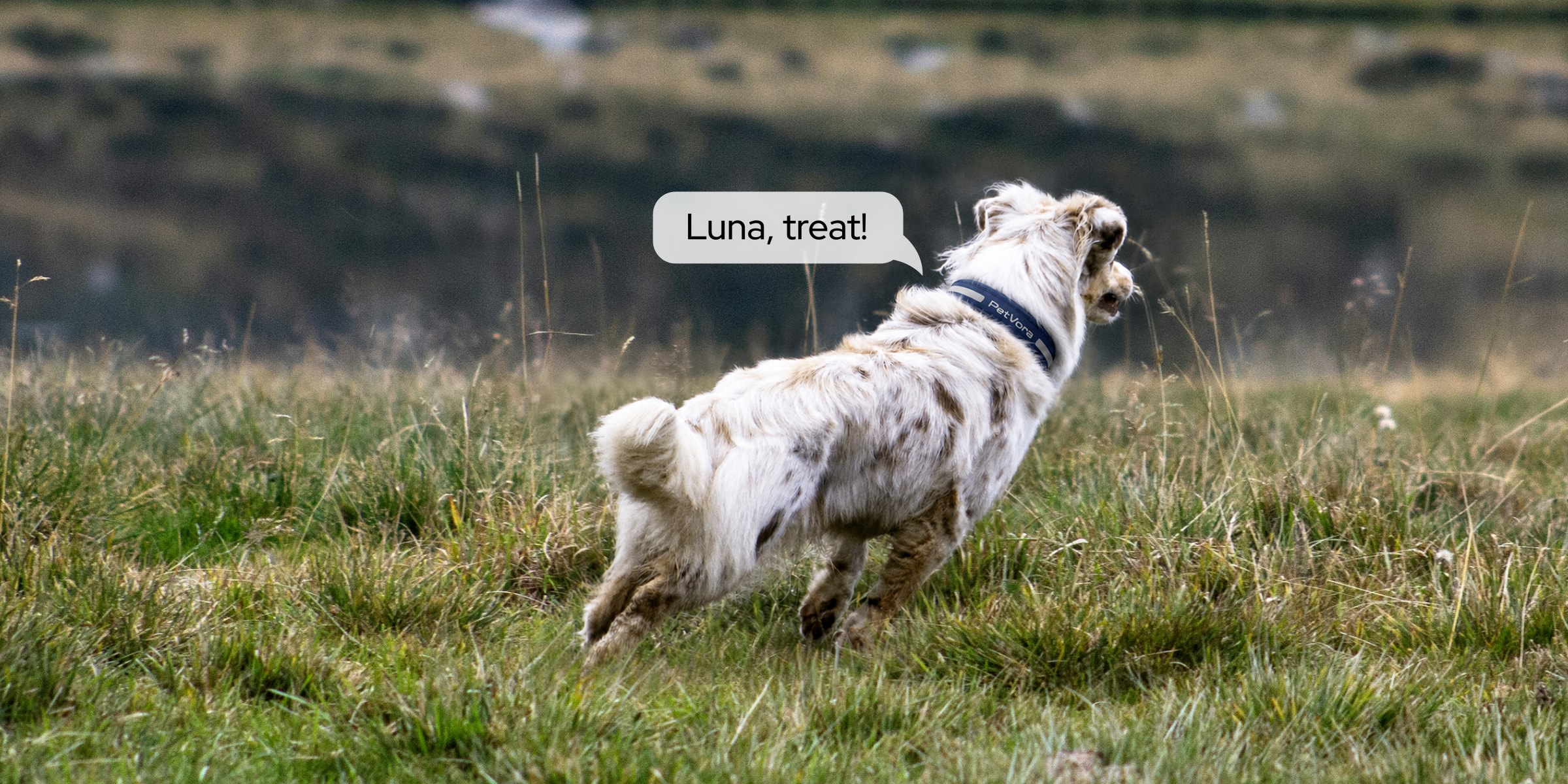 PetVora Smart Collar voice communication feature.