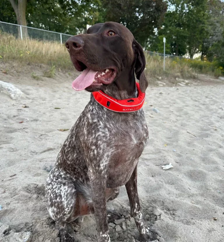 Sheri Mahnke's dog