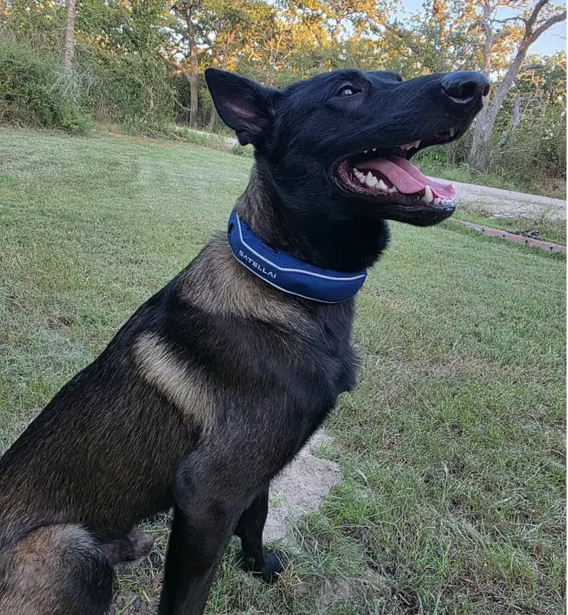 jw****80@gmail.com's dog